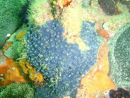 Encrusting turret sponge